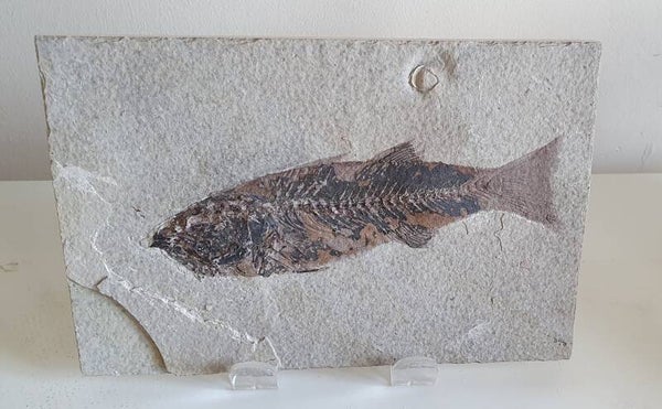 Code V-01 - Mioplosus vis (15 cm)