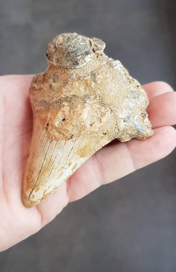 Code M-04 - Megalodon haaientand in matrix, 8cm