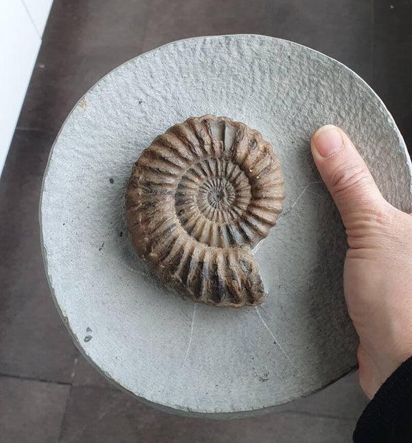 Code O-05 - Aegasteroceras ammoniet (10cm)