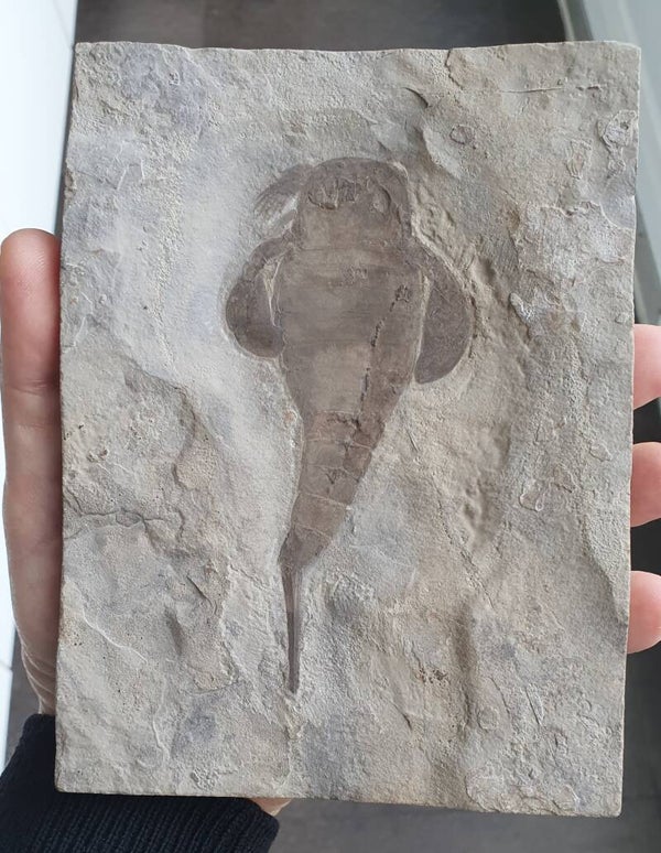 Code O-01 - Eurypterus zee schorpioen (12 cm)