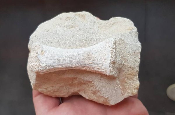 Code Z-02 - Mosasaurus Phalanx (zwem flipper), 10 cm