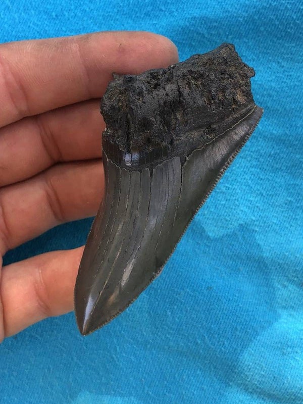 Code M-03 - Pathologische Megalodon haaientand, 8.5 cm