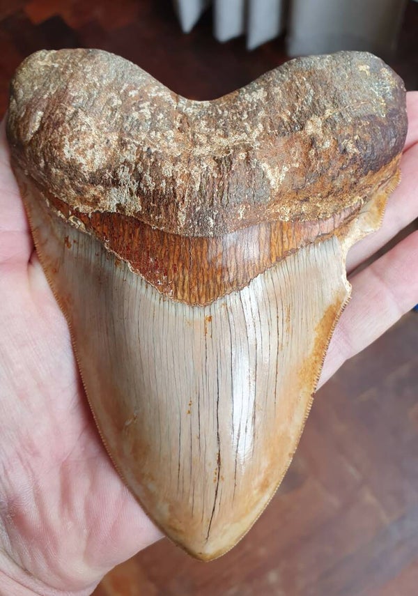 Code M-09 - Megalodon haaientand, Indonesie, 14.7 cm