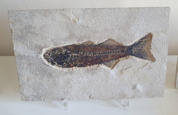 Code V-02 - Mioplosus vis (20 cm)