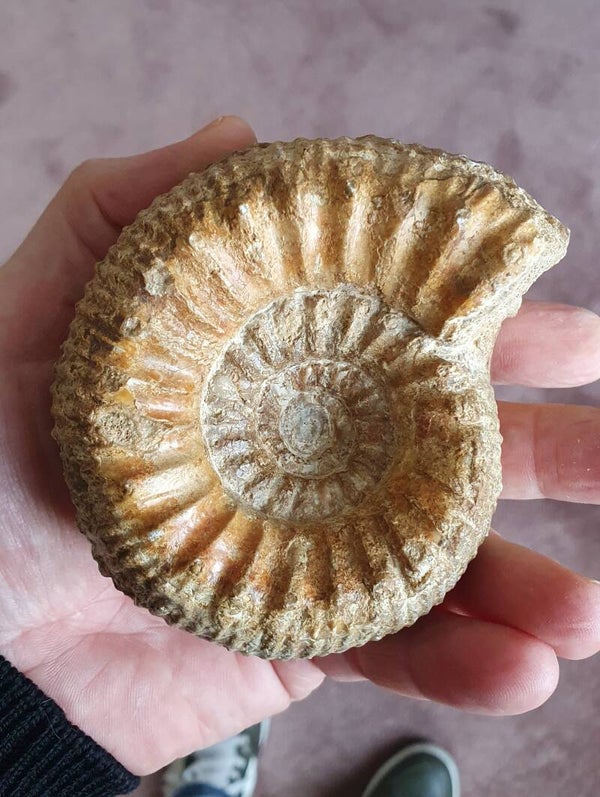 Code O-07 Ammoniet (9 cm)