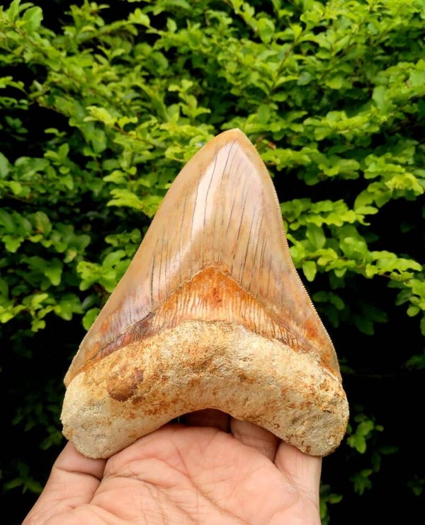 Code M-10 - Megalodon tand, Indonesie, 14 cm