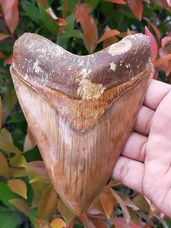 Code M-13 - Megalodon haaientand, Indonesie, 14.2 cm