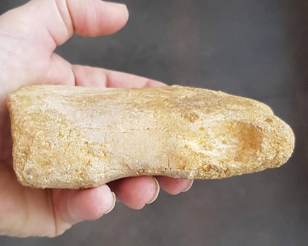 Code D-05 - Zeldzaam Carcharodontosaurus voetbot, 12 cm