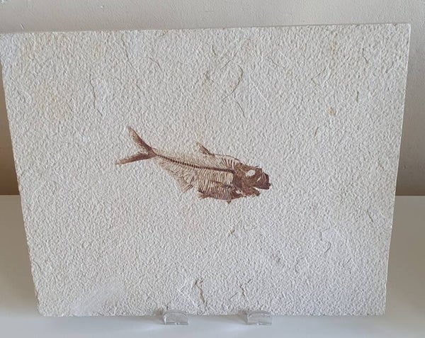 Code V-04 - Diplomystus vis (10m cm)