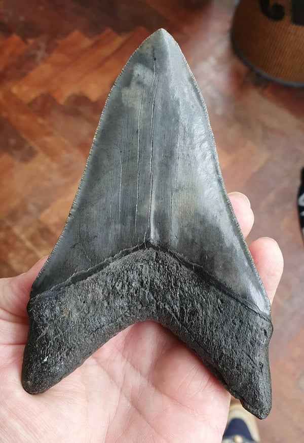 Code M-04 - Megalodon haaientand, South Carolina, USA, 14.2 cm