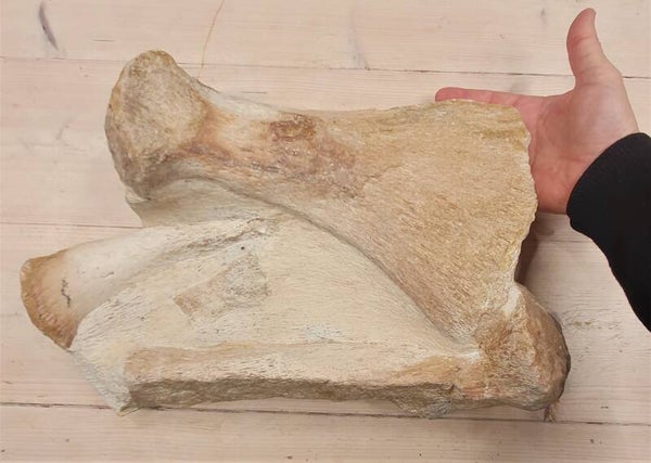 Code Z-01 - Plesiosaurus paddle (25 cm)