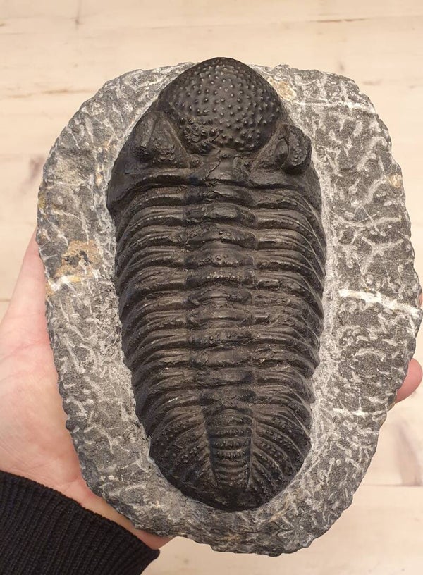 Code O-02 - Phacops trilobiet (13,5 cm)