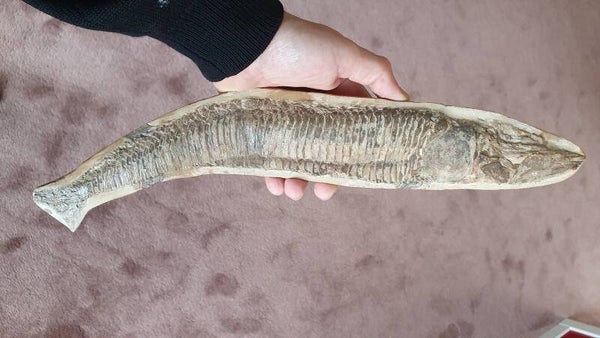 Code V-05 - Vinctifer vis (40 cm)