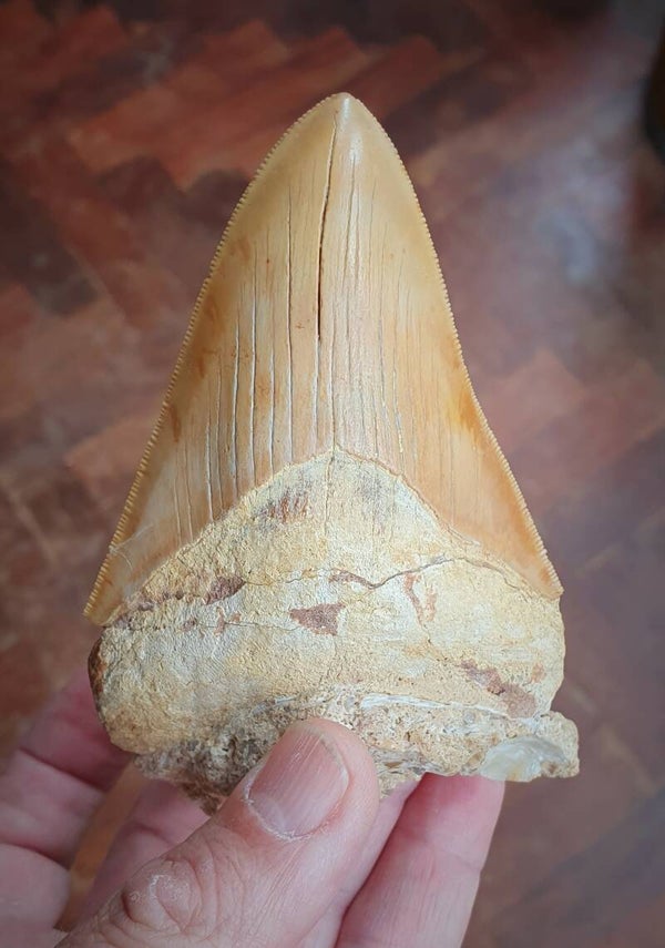 Code M-03 - Megalodon haaientand, Marokko, 10 cm