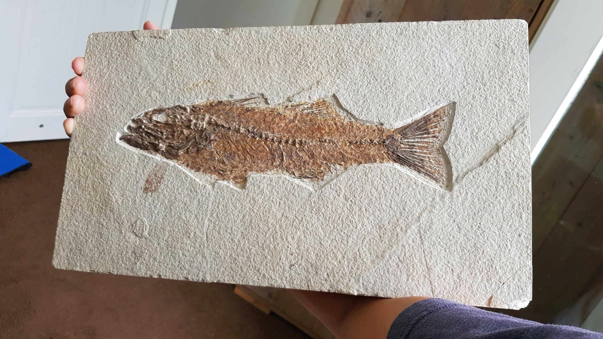 Code V-03 - Mioplosus vis (29,2 cm)