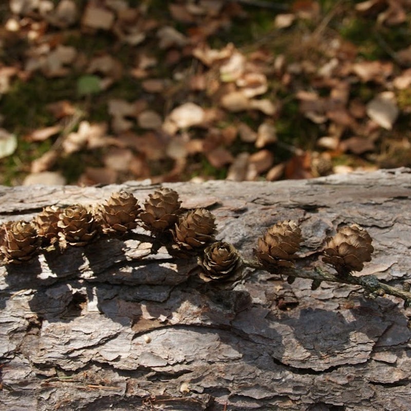 DSC04771.JPG