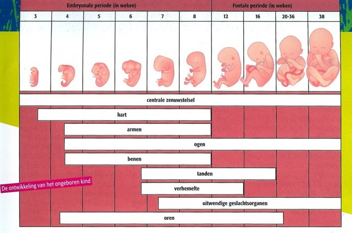 Embryo en foetus / Zwangerschap | Seksuelevoorlichting