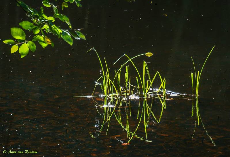 Riet