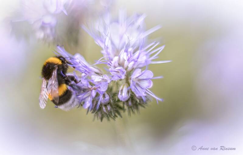 Hommel
