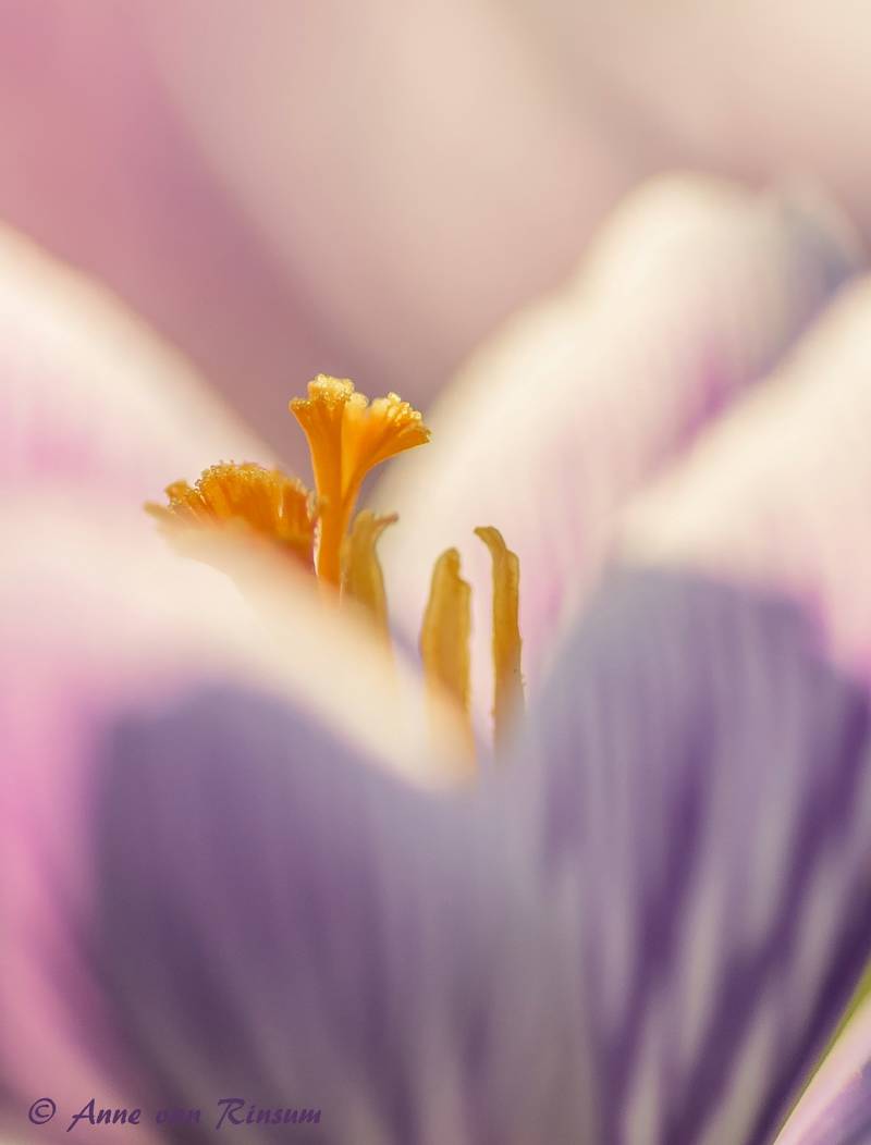Krokus