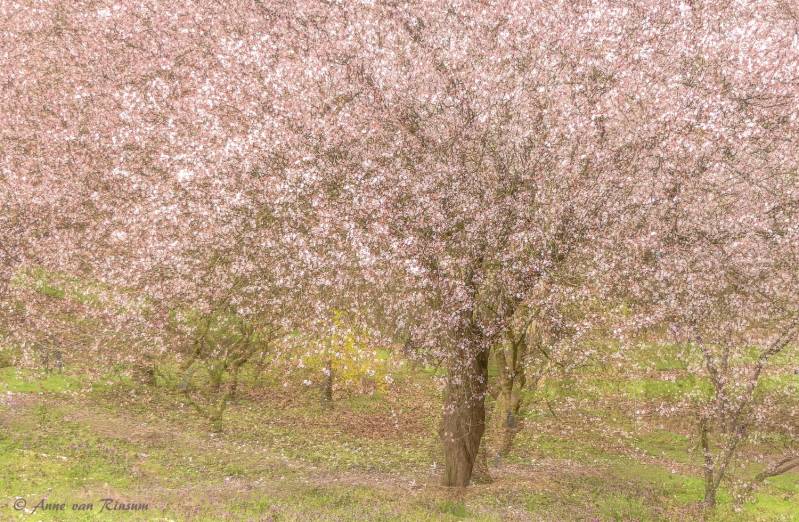 Prunus