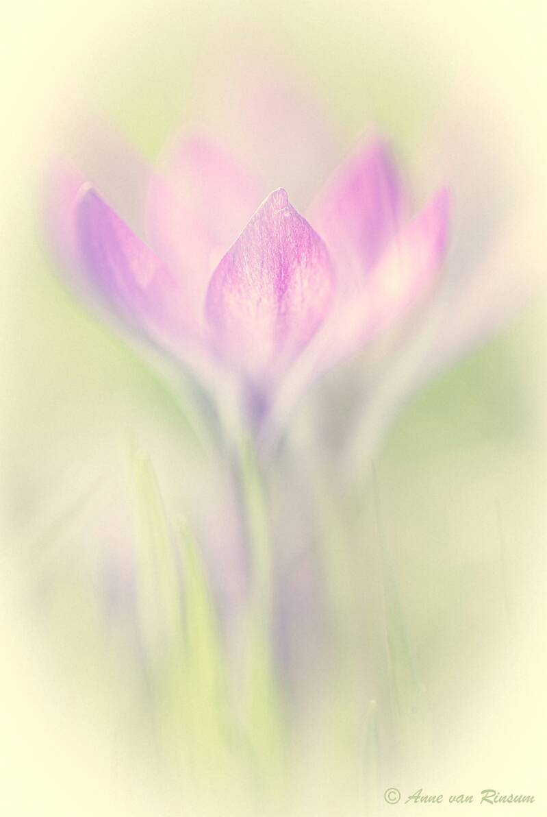 Krokus