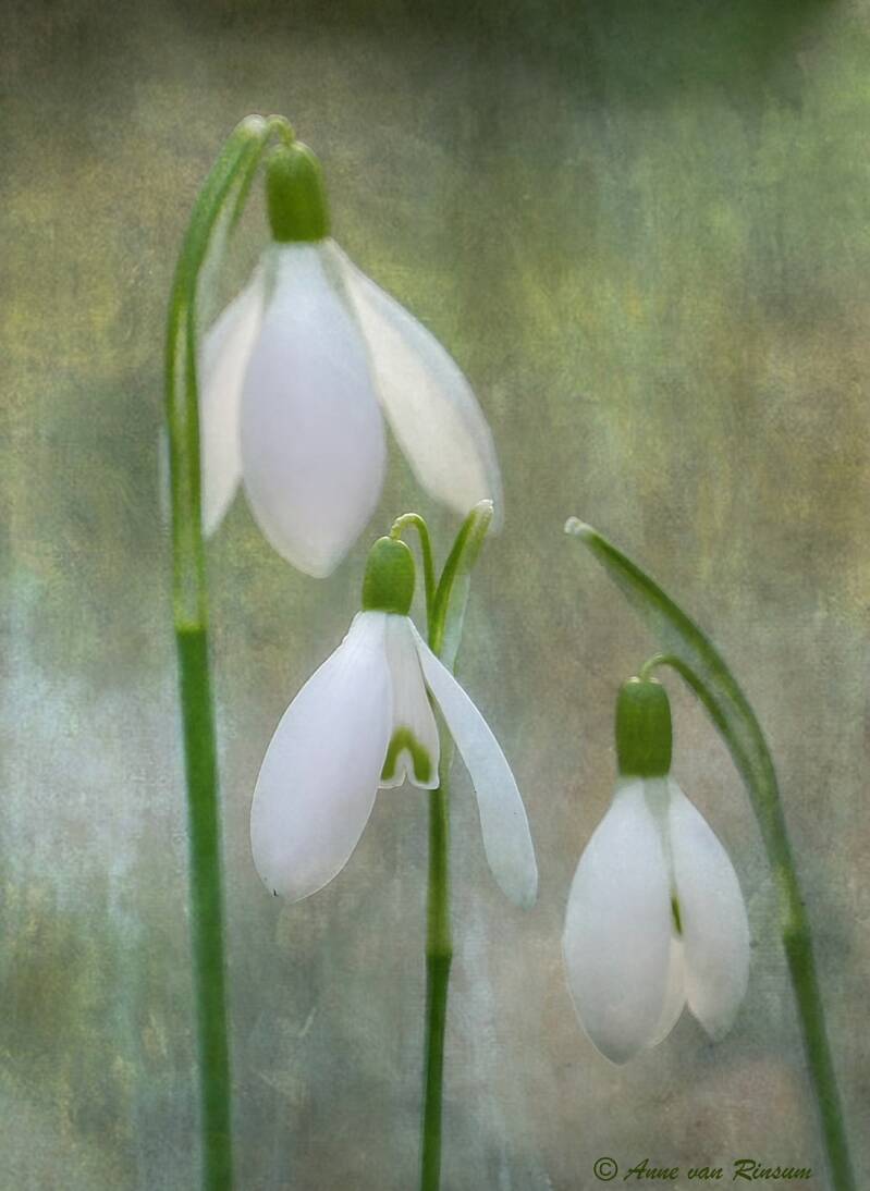 Sneeuwklokjes