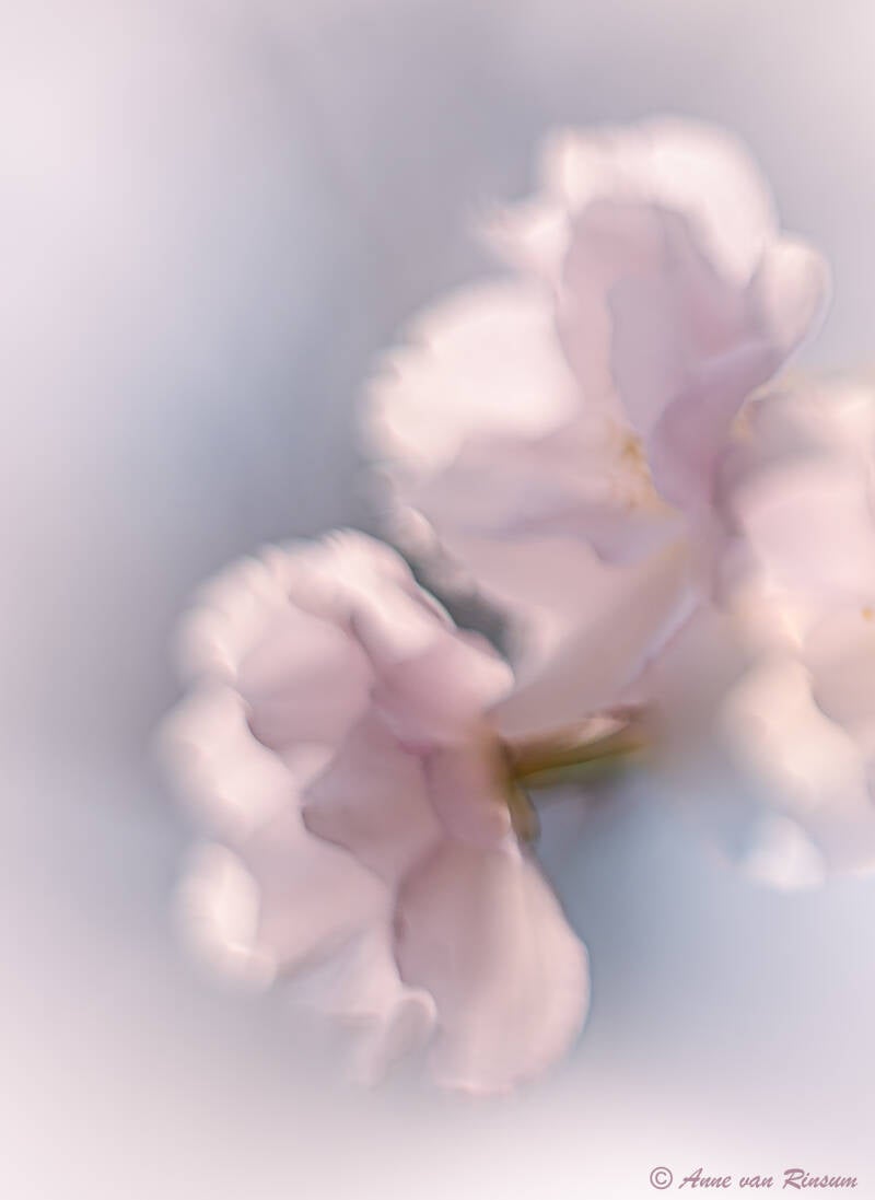 Prunus