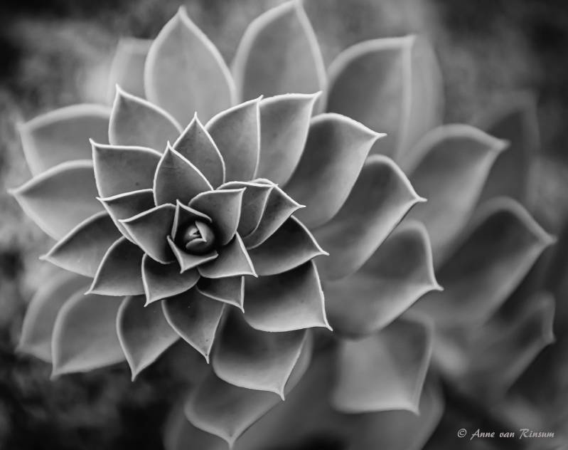 Sedum