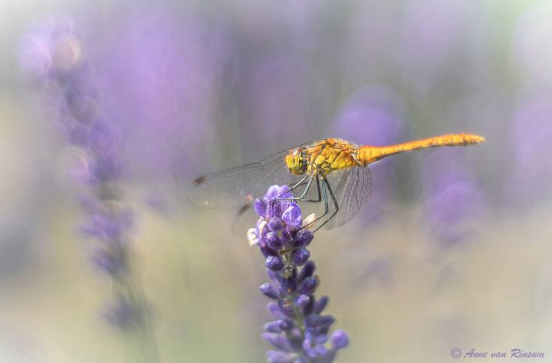 Steenrode heidelibel