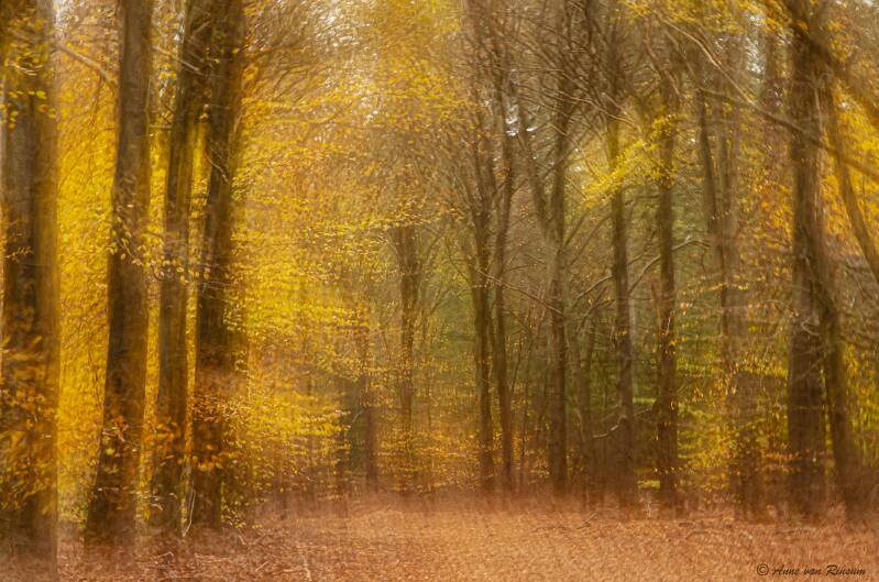 Herfstbos