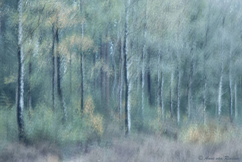 Berkenbos
