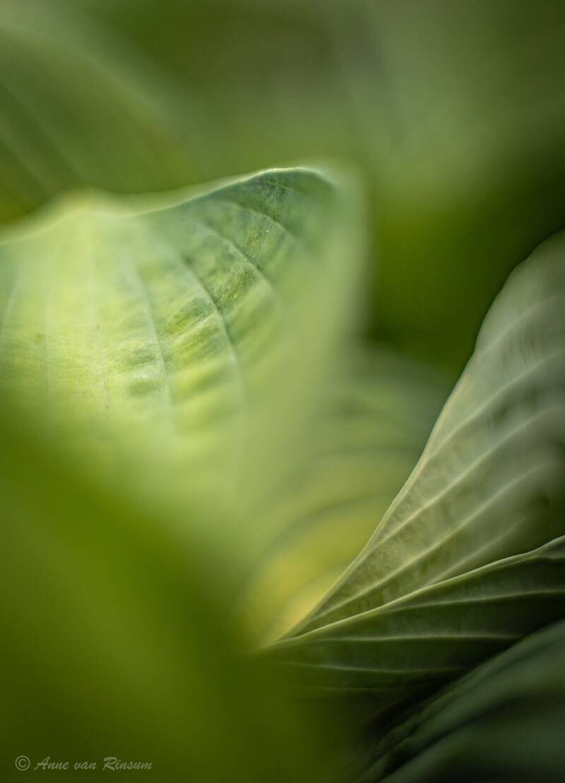 Hosta