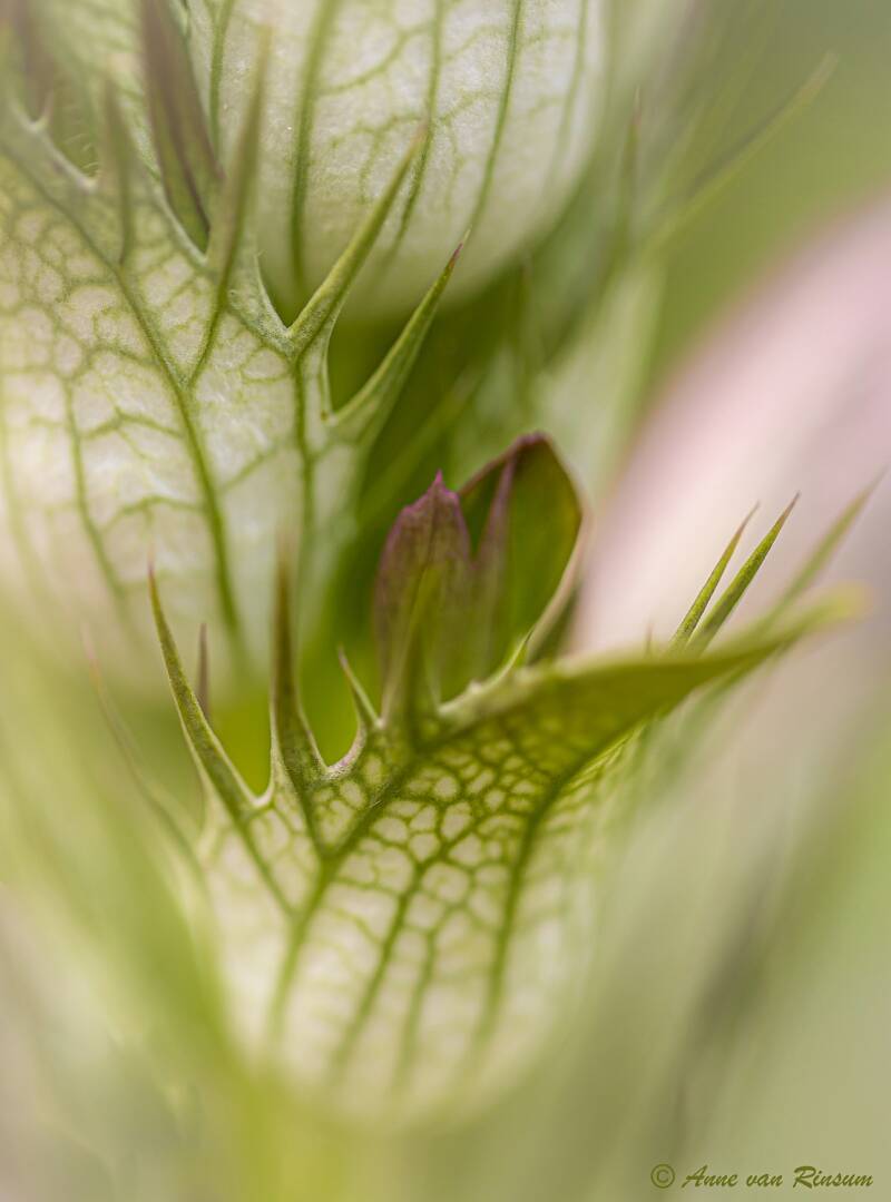 Acanthus mollis