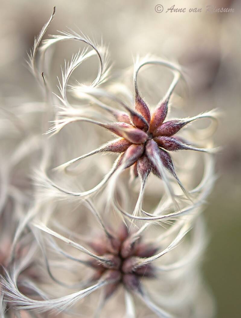 Clematis