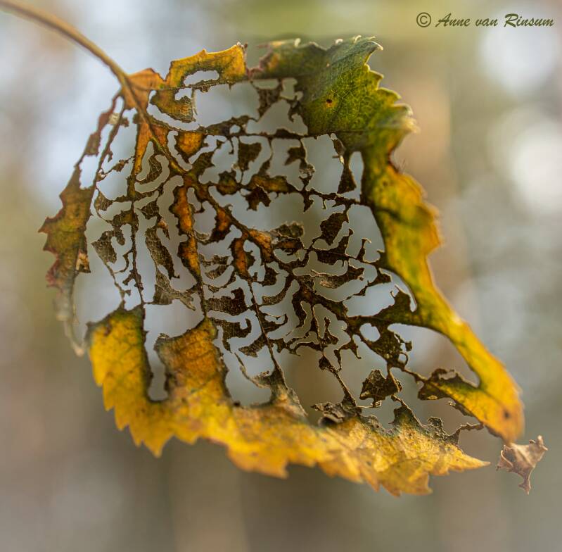 Aangevreten blad