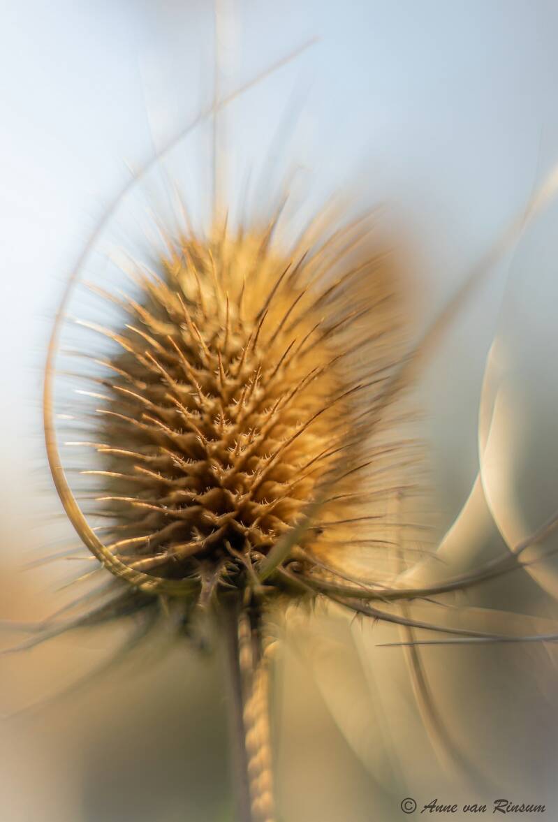 Kaardebol
