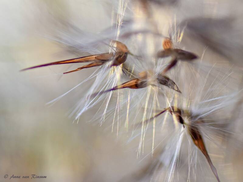 Riet