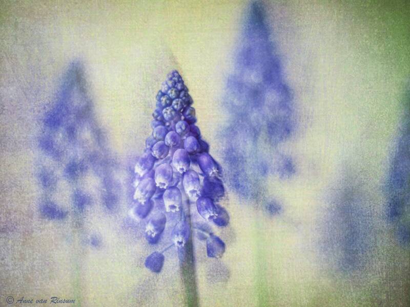 Blauwe druifjes