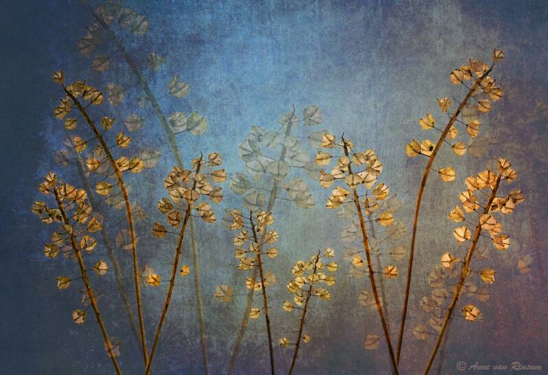 Blauwe druifjes