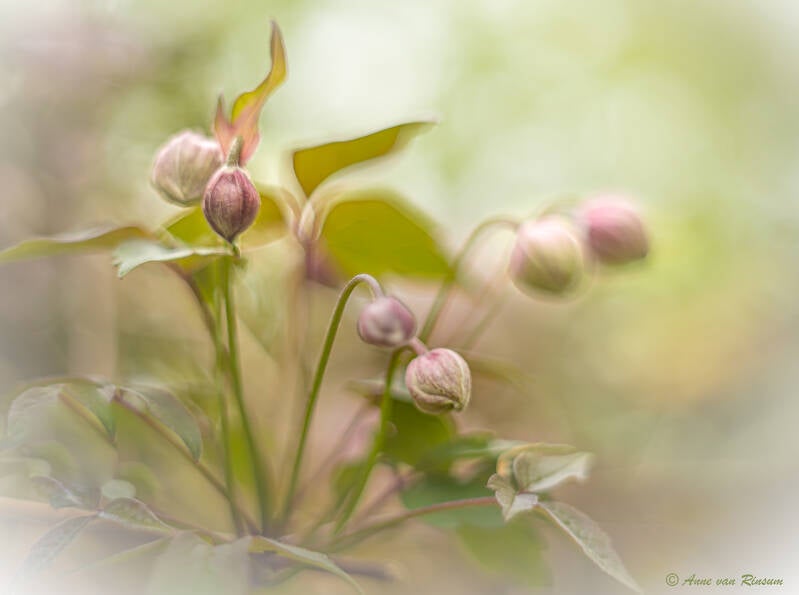 Clematis