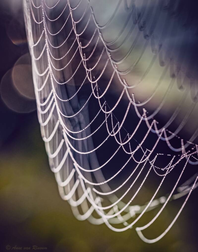iSpinnenweb
