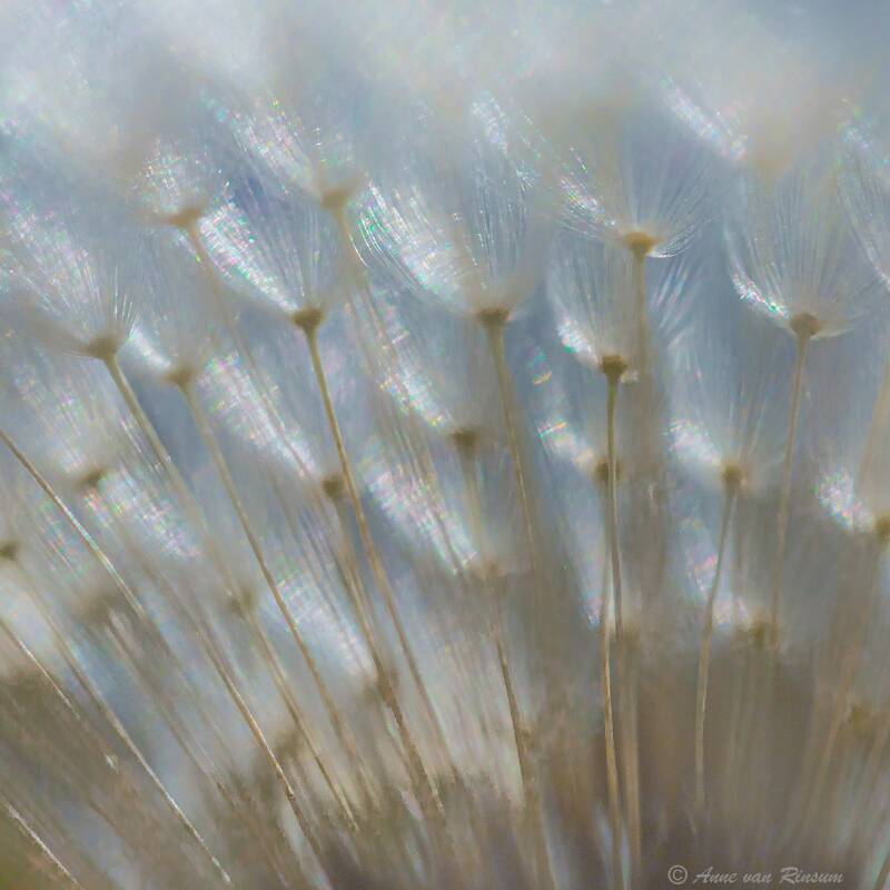 Paardenbloem