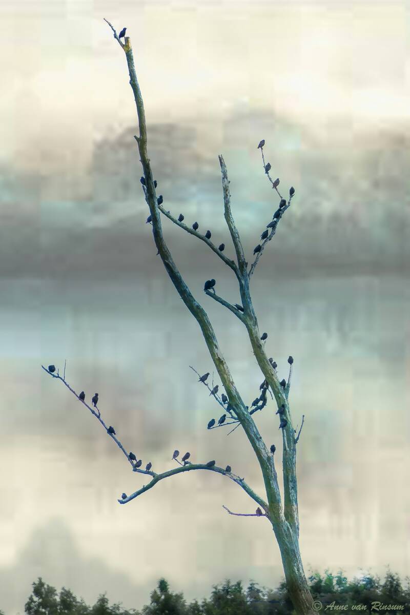 Vogels