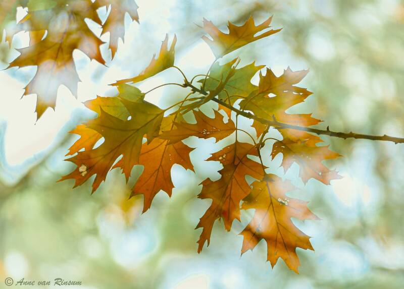 Herfstkleuren
