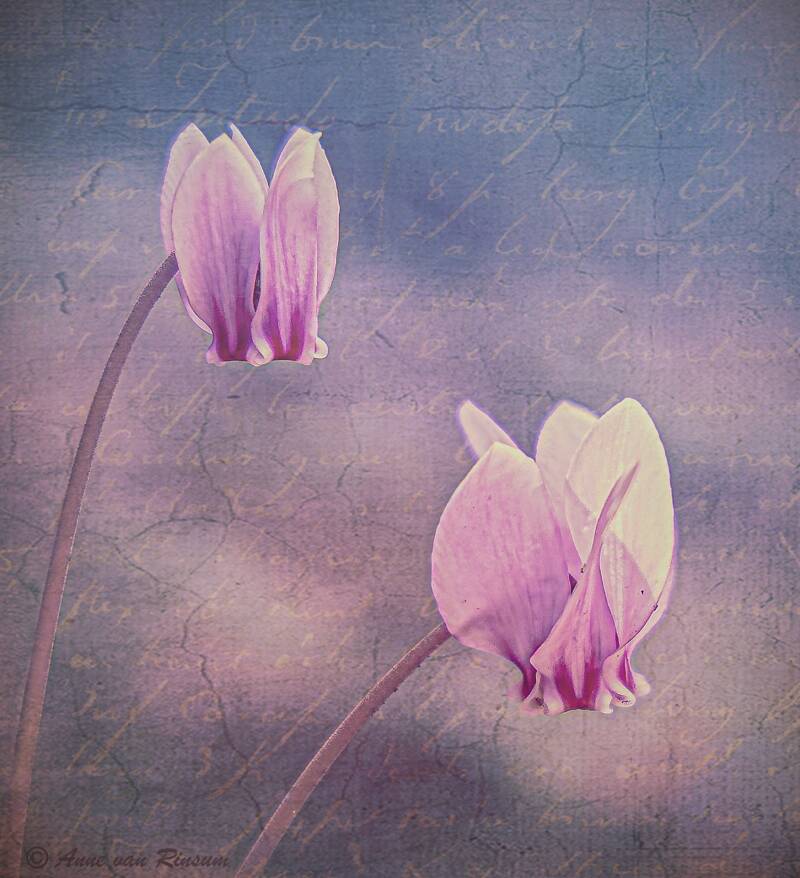 Cyclamen