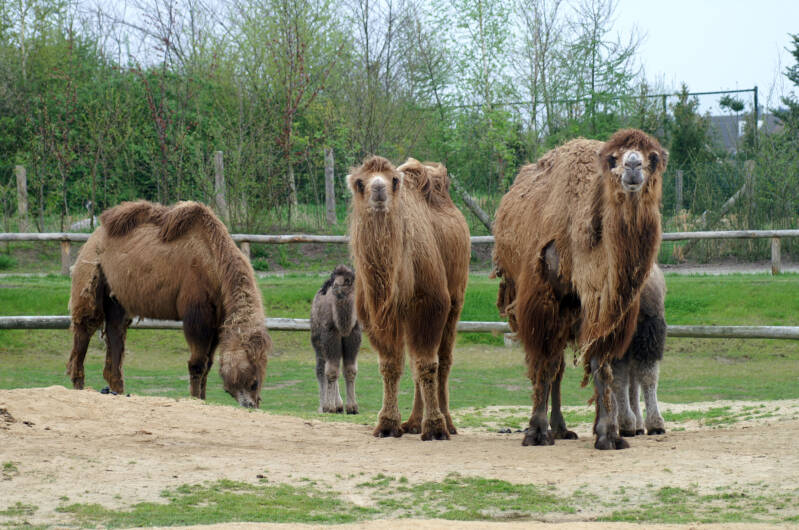 2005Kamelen.jpg