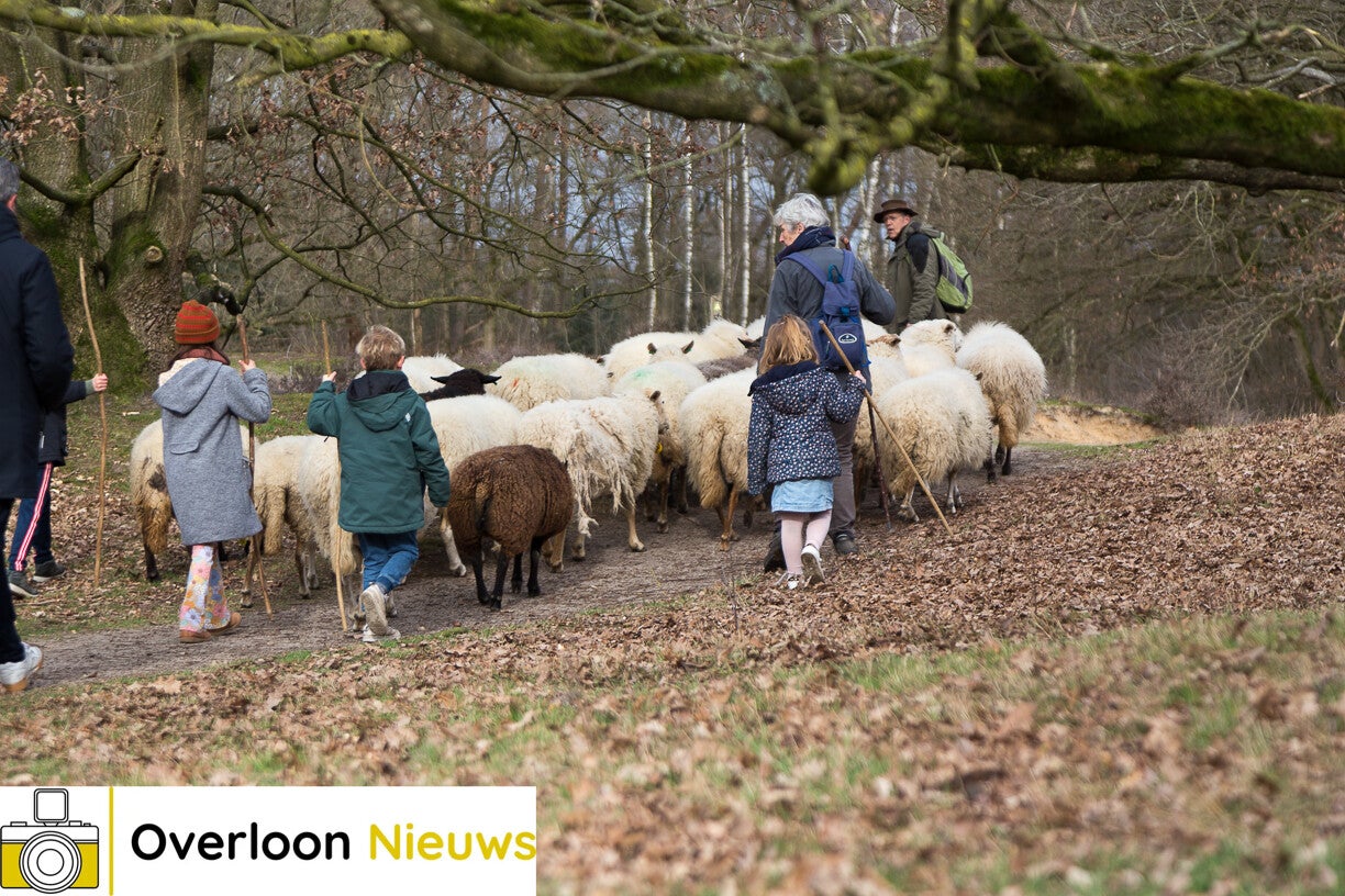 schaapskuddemetherderoverloonseduinen4-03-2023-2.jpg