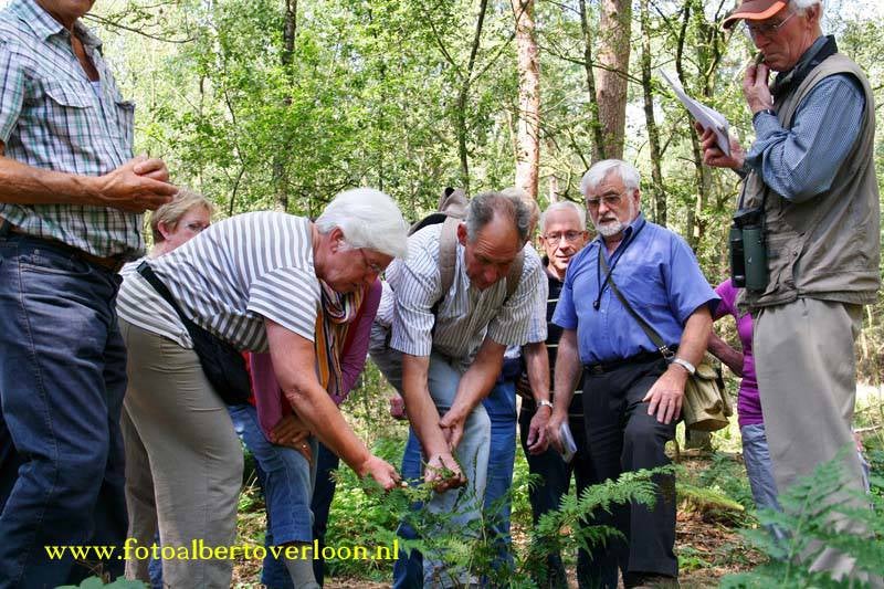 Bos-enheidewandelingOverloon16-08-20113-2.jpg