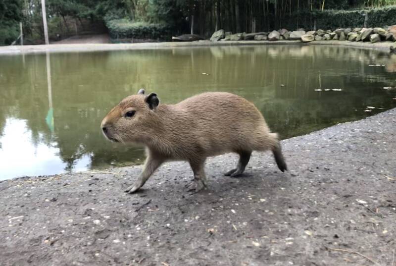 Capibara2.jpeg